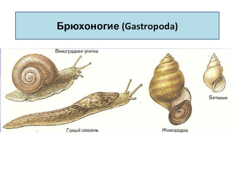 Брюхоногие моллюски картинки