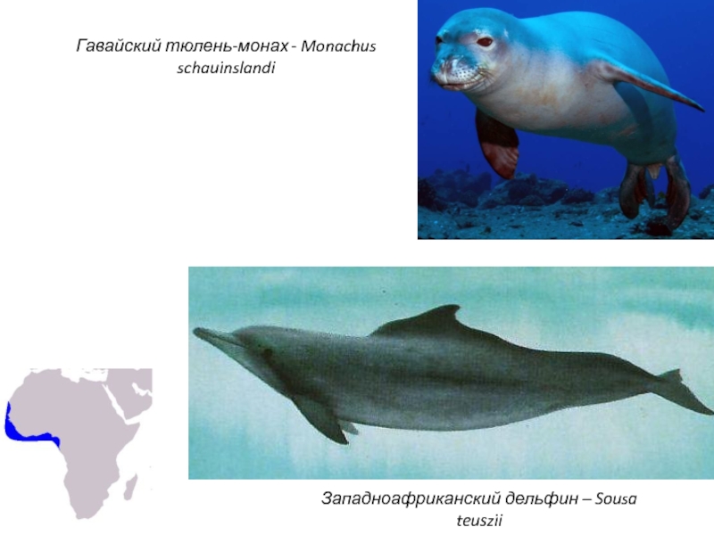 Тюлень монах monachus monachus