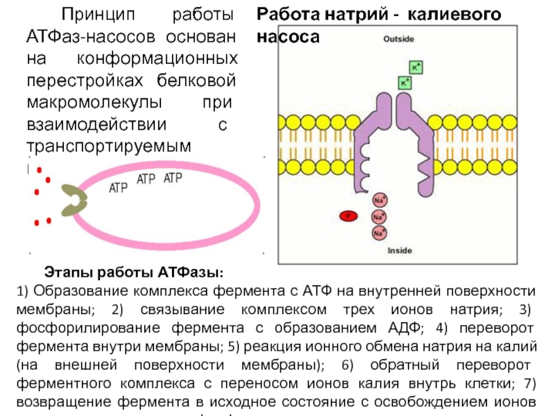 По какой схеме возможен одновременный трансмембранный перенос ионов калия и натрия