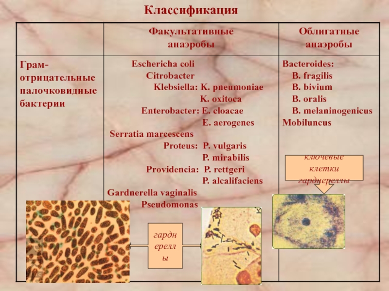 Микроорганизмы женских половых органов. Факультативно-анаэробные микроорганизмы это. Бактерии облигатные анаэробы. Бактерии факультативные анаэробы. Факультативные анаэробы и облигатные анаэробы.