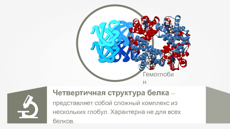 Белок гемоглобин имеет структуру белка. Четвертичная структура белка гемоглобина. Гемоглобин белок четвертичной структуры. Глобулярные белки гемоглобин. Четвертичная структура гемоглобина.