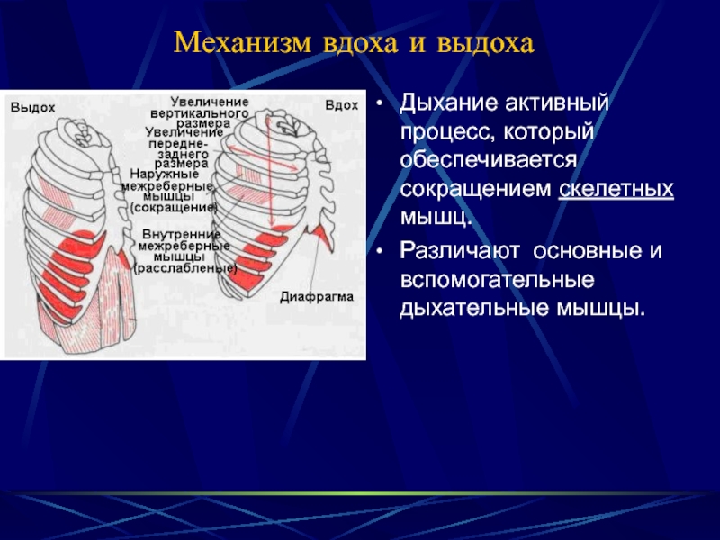 Механизм вдоха и выдоха