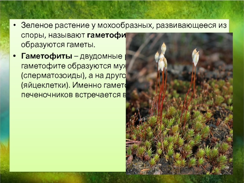 На этой структуре развивается несколько гаметофитов. Споры мохообразных. Растения образующие споры. Двудомный гаметофит это. Гаметофит мохообразных набор.