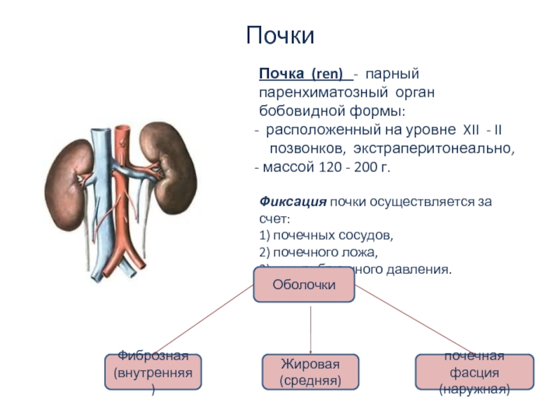 Почки парные органы бобовидной формы