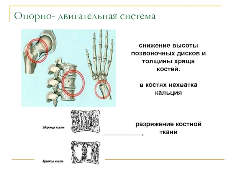 Презентация анатомо физиологические особенности пожилых людей