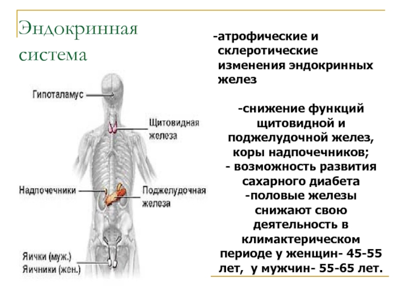 Презентация анатомо физиологические особенности пожилых людей