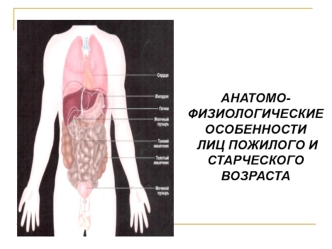 Анатомо-физиологические особенности лиц пожилого и старческого возраста