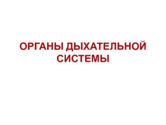 Органы дыхательной системы. Полость носа. Слизистая оболочка дыхательной области