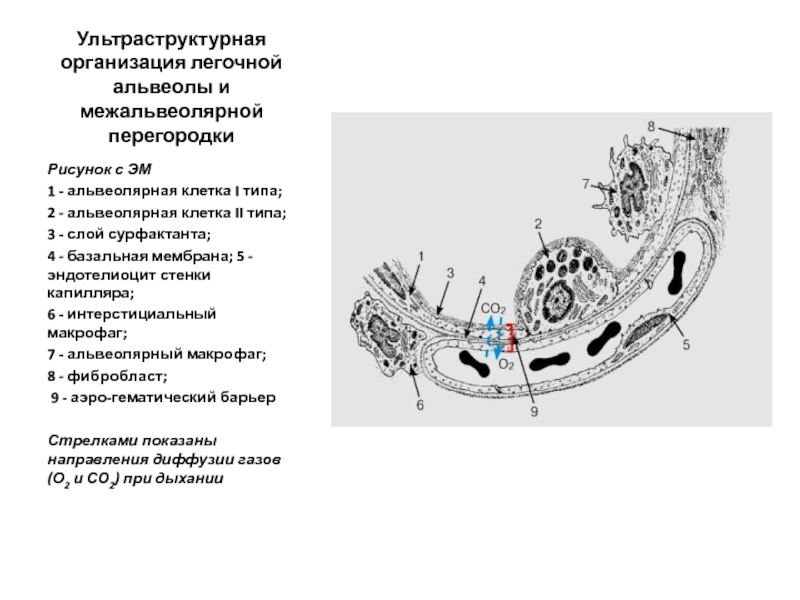 Стенки альвеол. Строение альвеолы гистология. Строение межальвеолярной перегородки схема. Структуры, находящиеся в межальвеолярной перегородке легкого. Стенка альвеолы гистология.