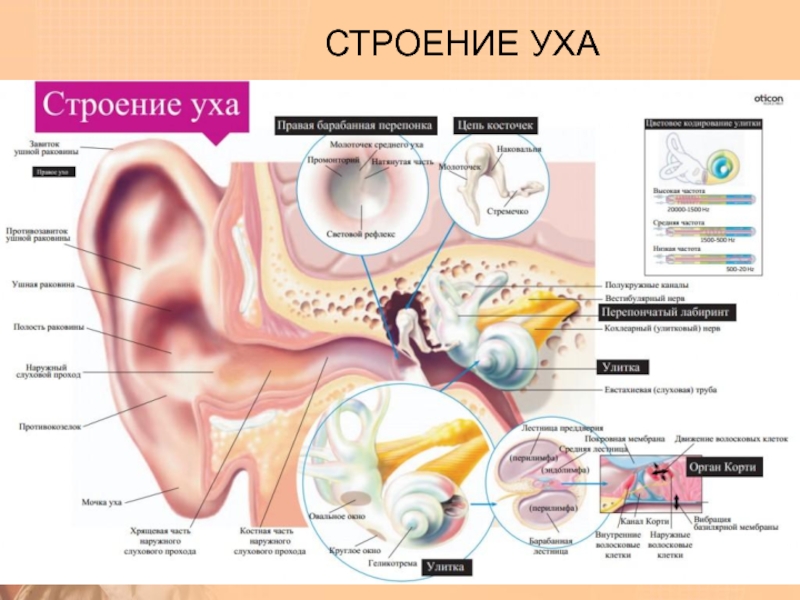 Реферат: Строение и болезни уха