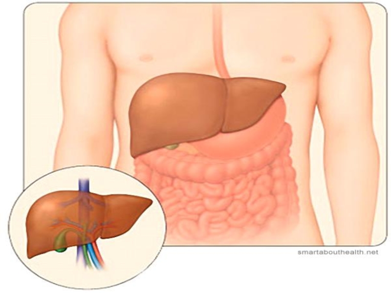 Картинки увеличение печени