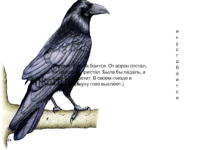 Вороны 3 русская язык. Ворона рисунок. Стихотворение ворона. Стихотворение про ворону. Иллюстрация к стихотворению ворона.