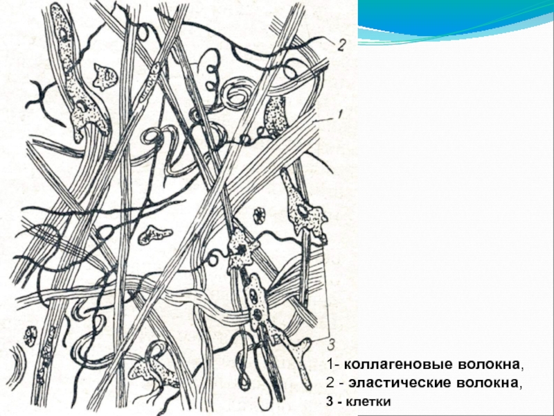 Эластические волокна состоят из. Коллагеновые волокна соединительной ткани. Коллагеновые волокна рисунок. Эластические волокна рисунок. Пучок коллагеновых волокон II порядка.