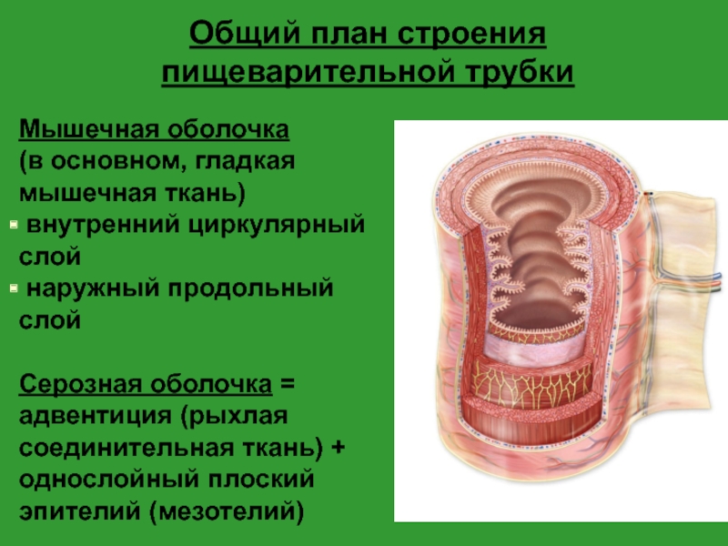 Гладкая мускулатура подслизистая основа слизистая оболочка