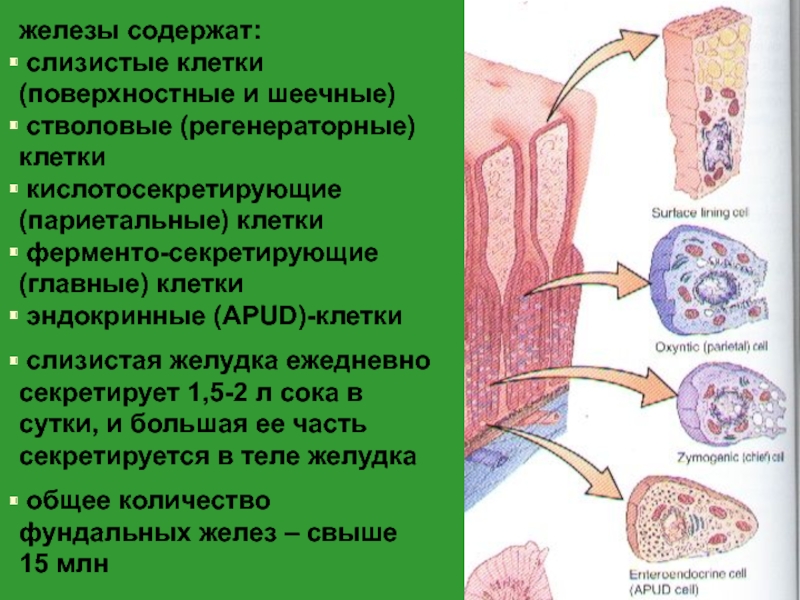 Функциями и клетками слизистой оболочки желудка. Париетальные клетки слизистой оболочки желудка секретируют. Париетальные клетки желудка препарат. Шеечные клетки желудка функция. Главные экзокриноциты желез желудка секретируют.