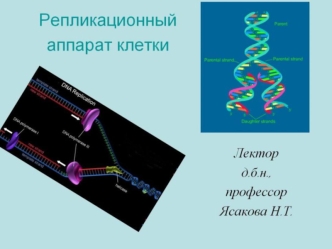 Молекулярно-генетический уровень организации жизни. Репликационный аппарат клетки