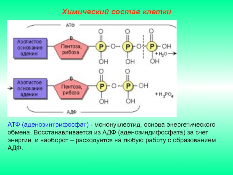Клетка содержит атф. Строение АТФ типы химических связей. АТФ аденозинтрифосфорная кислота. Состав и строение мононуклеотидов. Мононуклеотид АТФ.