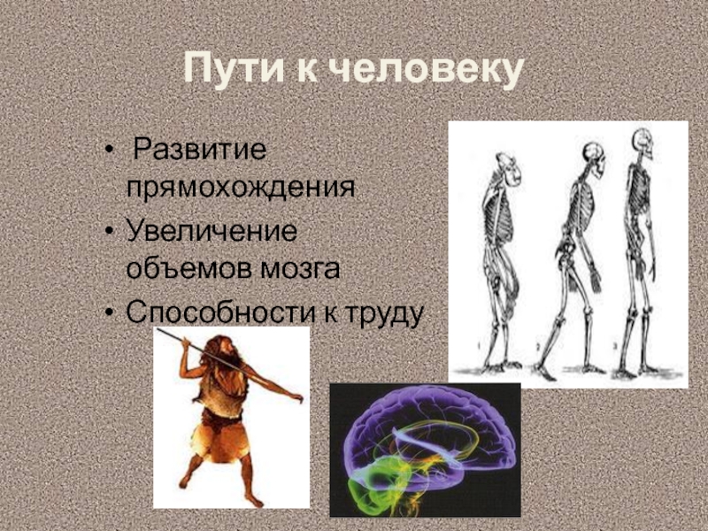 Развитие прямохождения человека. Факторы возникновения прямохождения. Прямохождение сознательность большой объём мозга. Какие факторы способствовали развитию у человека прямохождения.
