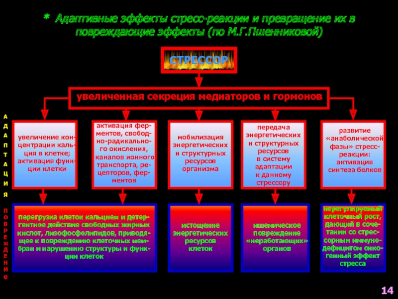 Адаптивные действия. Адаптивные и повреждающие эффекты стресс-реакции. Адаптивные эффекты стресса. Адаптивная стрессовая реакция. Адаптивная реакция на стресс.