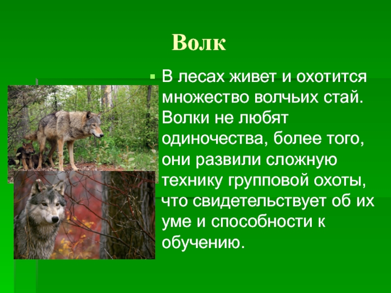 Волк какая природная зона. Животные леса презентация. Сообщение о животных смешанных лесов. Сообщение о животных Лесной зоны. Доклад о животных и растениях леса.