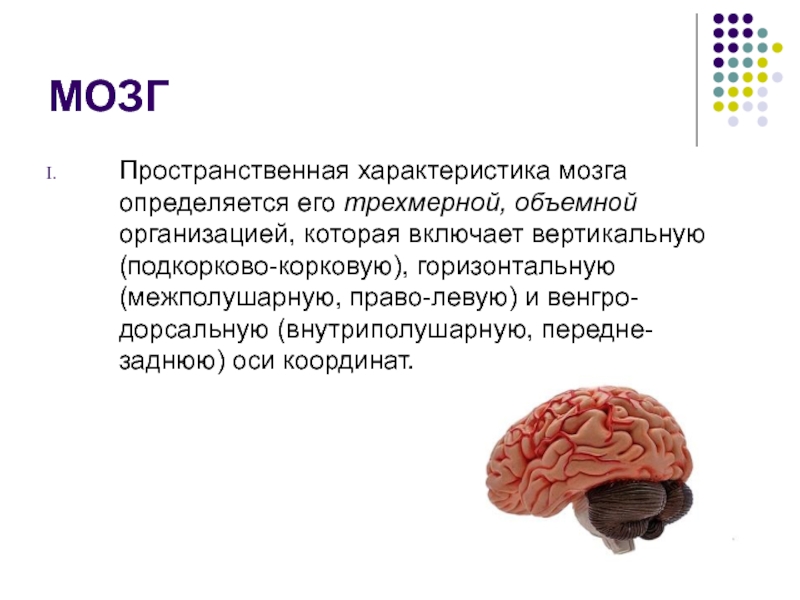 Типы организации мозга. Характеристика головного мозга. Функциональное созревание мозга. Характеристика мозгов. Характеристика мозги.