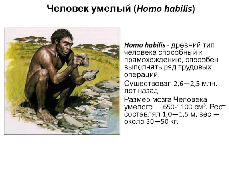 Прямохождение у предков человека. Объем мозга хомо хабилис. Гомо габилис этап антропогенеза. Масса мозга человека умелого.