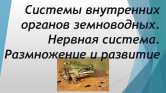 Системы внутренних органов земноводных. Нервная система. Размножение и развитие