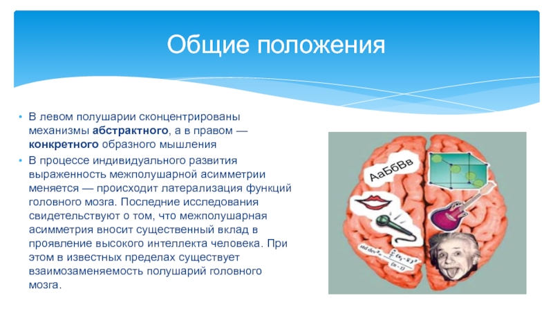 Реферат: Функциональная ассиметрия головного мозга