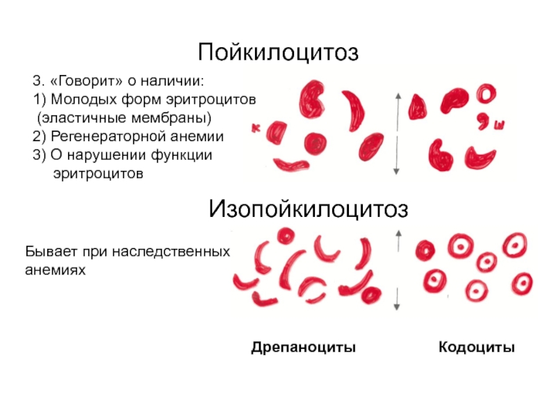 Морфологические изменения в эритроцитах рисунок