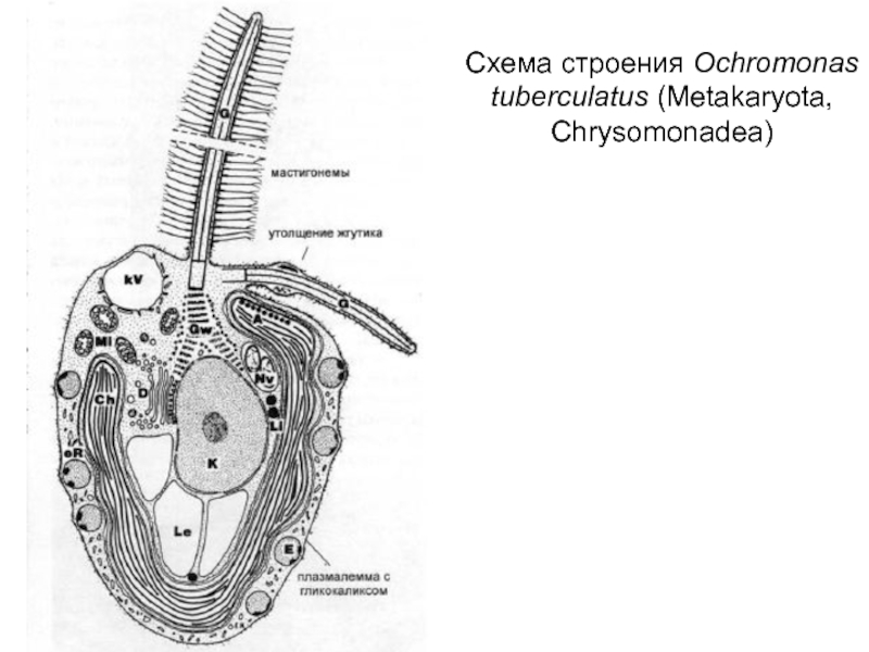 Be схема строения