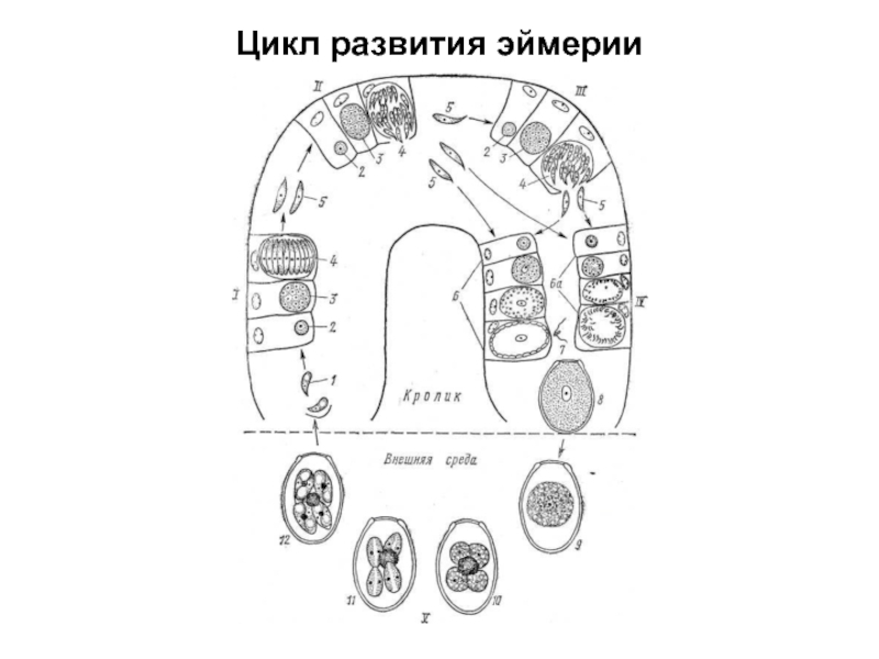 Жизненный цикл кокцидии схема