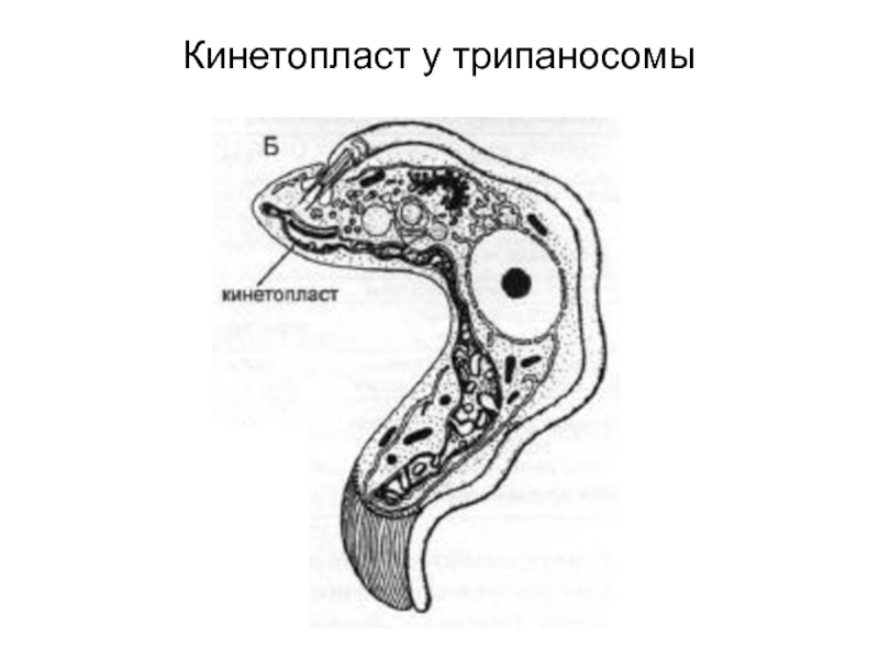 Трипаносома строение рисунок