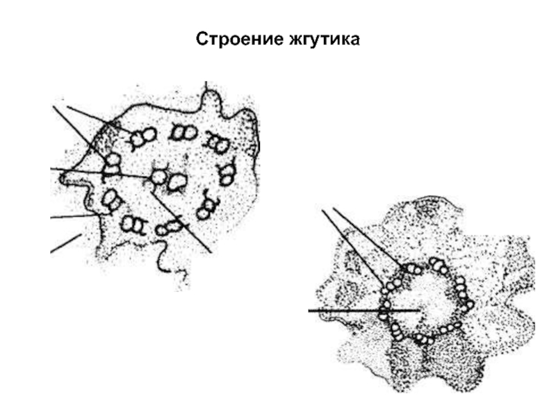 Строение жгутика эукариот