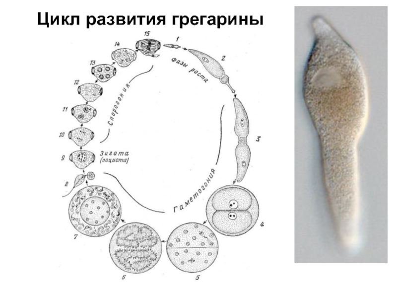 Цикл 35. ЖЦ грегарины. Цикл грегарины. Gregarina SP жизненный цикл. Жизненный цикл грегарины моноцистис.