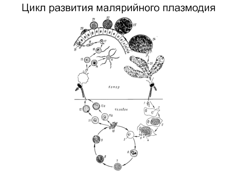 Хозяев в цикле развития малярийного плазмодия. Жизненный цикл малярийного плазмодия. ЖЦ малярийного плазмодия. Жизненный цикл малярийного плазмодия схема. Жизненный цикл малярийного плазмодия рисунок.