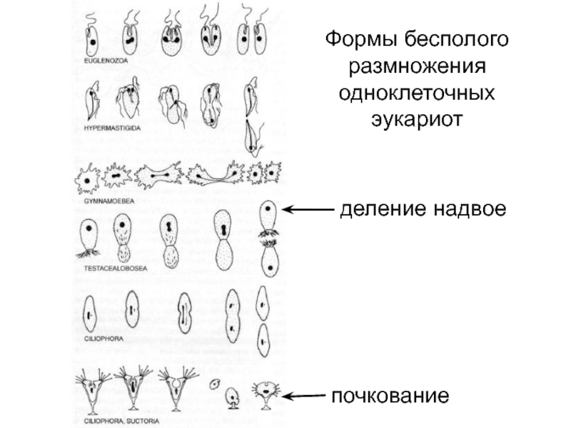 Бесполое размножение деление. Бесполое размножение одноклеточных. Бесполое размножение одноклеточн. Формы бесполого размножения деление надвое. Формы бесполого размножения у эукариот.