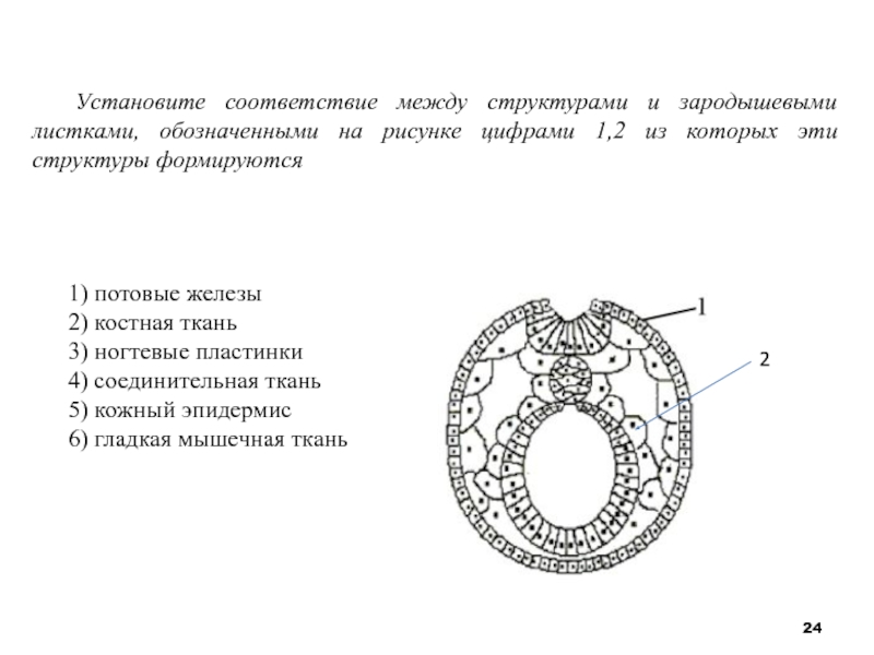 Из чего формируется рисунок