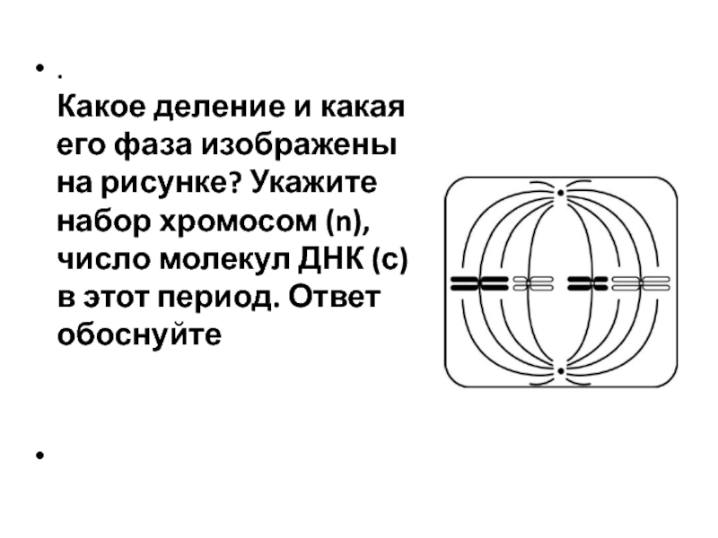 Какое деление изображено. Какое деление и какая его фаза изображены на рисунке. Какое деление и какая его фаза изображены на рисунке укажите. Какое деление и какая его фаза изображены на рисунке укажите набор. Какое деление и какая фаза его фаза изображены на рисунке.