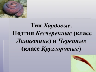 Тип Хордовые. Подтип Бесчерепные (класс Ланцетник) и Черепные (класс Круглоротые)