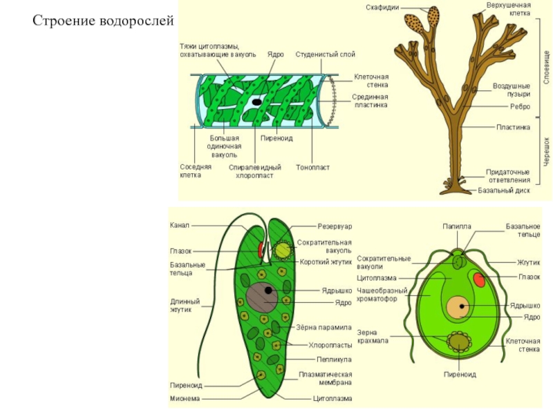 Реферат: Классификация и строение водорослей