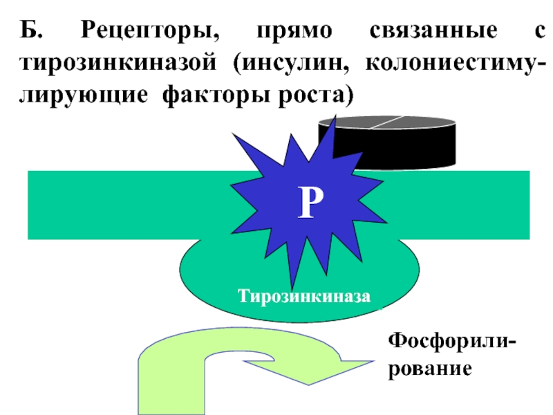 Б рецепторы. Инсулин тирозинкиназа. Рецепторы прямо связанные с тирозинкиназой. Дефицит тирозинкиназа. Прямо связано.