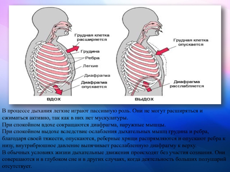 Какой цифрой на рисунке обозначена дыхательная мышца диафрагма