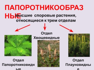 Папоротникообразные. Высшие споровые растения