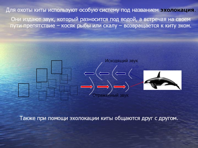 Формула эхолокации. Эхолокация китообразных. Эхолокация китов. Эхолокация это в физике. Эхолокация дельфинов.