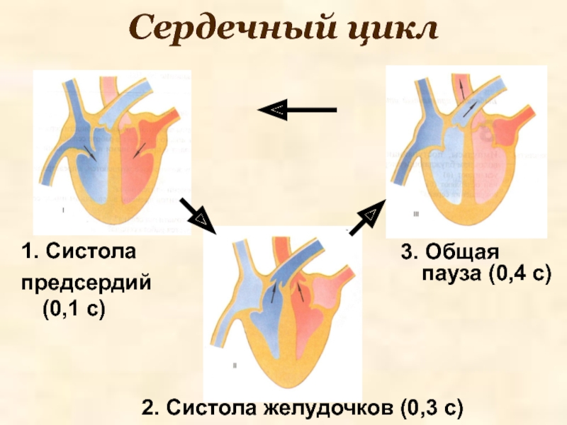 Рассмотрите схему сердечного цикла на рисунках 1 3 на каком из рисунков изображена фаза систолы