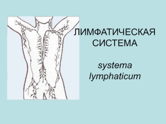 Лимфатическая система