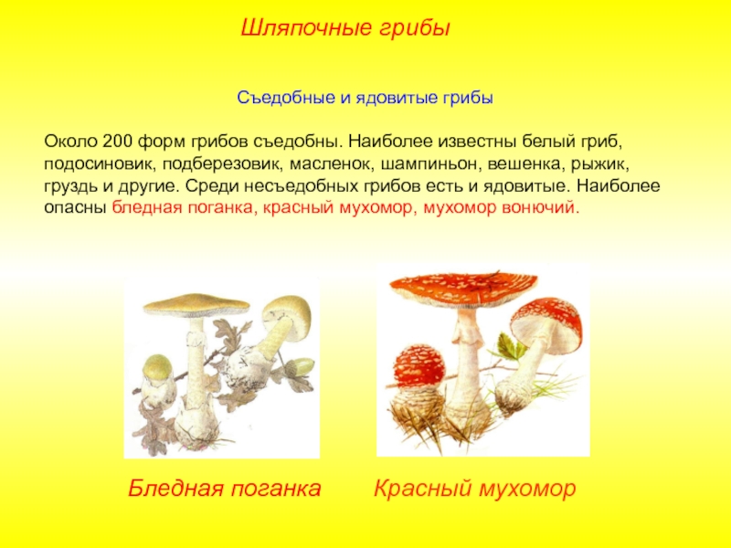 Презентация грибы шляпочные грибы