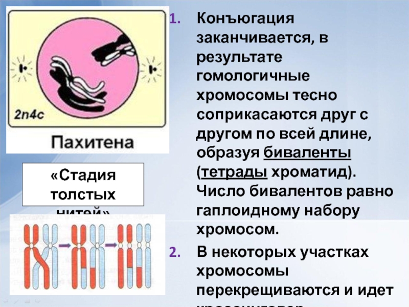 Благодаря конъюгации происходит. Конъюгация гомологичных хромосом. Биваленты хромосом. Биваленты образуются в фазу мейоза. Образуются биваленты.