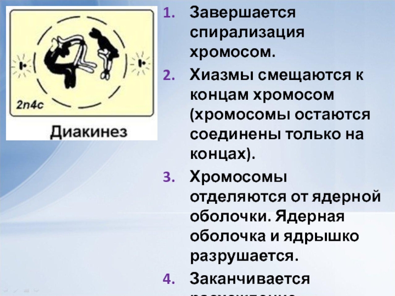 4 спирализация хромосом происходит в. Спирализация хромосом.