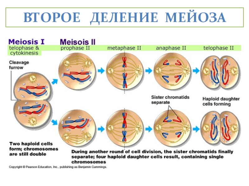 Фазы мейоза рисунок